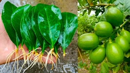 Grow Lemon Tree from Leaf | How to grow lemon tree | Easy Gardening