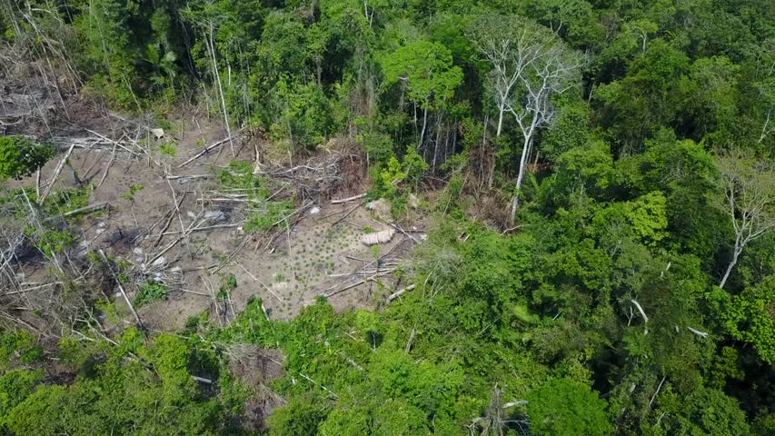 Nuevas imágenes de drone de una tribu aislada en selva amazónica brasileña confirman su existencia