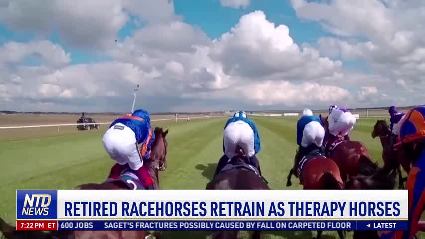 Retired Racehorses Retrain as Therapy Horses
