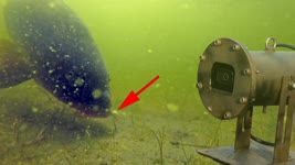 Carp fishing with 3 underwater cameras!