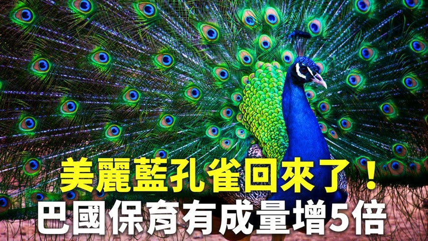 美麗藍孔雀回來了！巴國保育有成量增5倍 關鍵是這個 - 野生動物保育 - 新唐人亞太電視台