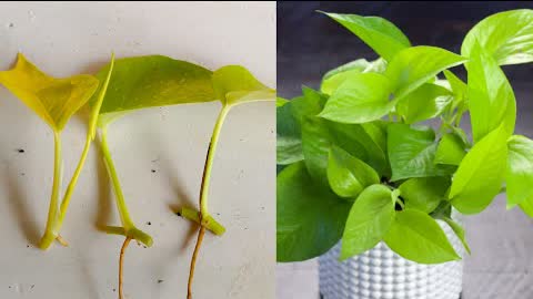 How to grow Pothos ,Neon pothos propagation from cuttigs ,How to propagate Neon Pothos from cuttings