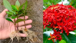How to grow Ixora Coccinea from cuttings | easy gardening