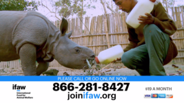 ifaw International Fund for Animal Welfare - Thriving Together