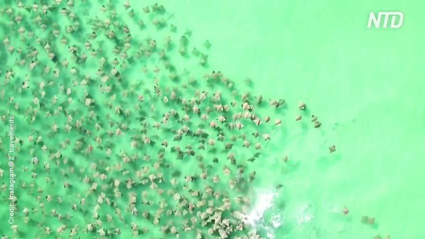 Drone: Shark Chases Hundreds of Stingrays off Florida Coast