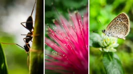 35 Nature Photography Ideas with Phone | Macro Photography With Mobile | Mobile Photography Hacks