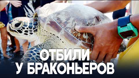 ВМФ Индонезии выпускает в океан редких черепах