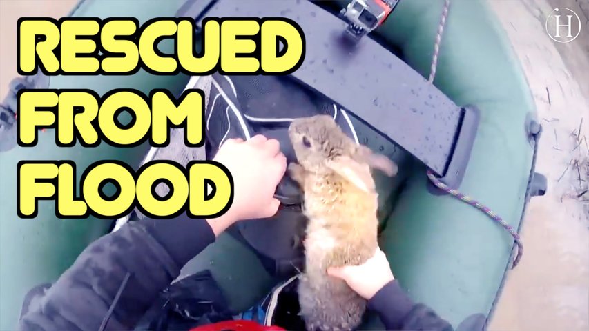 Rabbits Rescued from Flood | Humanity Life