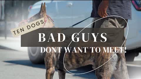 TEN DOGS BAD GUYS DON'T WANT TO ENCOUNTER
