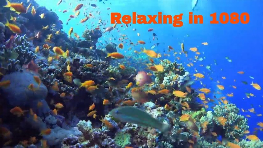 Underwater Paradise Footage | Ocean life And Cinematic View | Coral Reefs | Ultra HD #FindingNemo