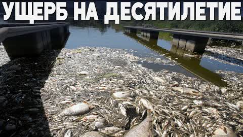10 тонн мёртвой рыбы уже выловили из Одры в Польше