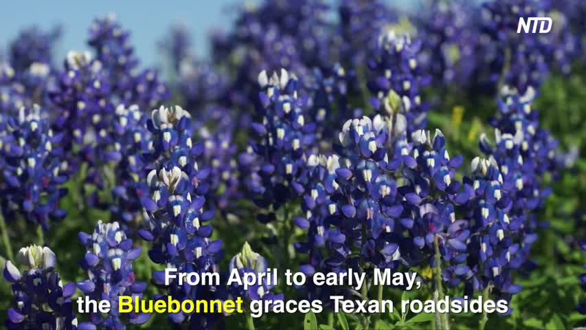 Texas Wildflowers Season: Bluebonnet