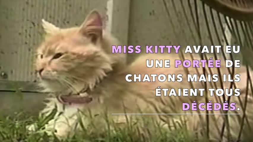Chatte_Chiots 1.mp4