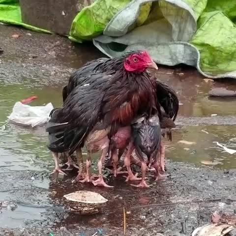 Mother Hen Shelters Her Chicks in the Rain 