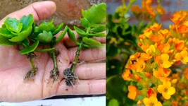 How to grow Kalanchoe flower from cuttings | Easy Gardening