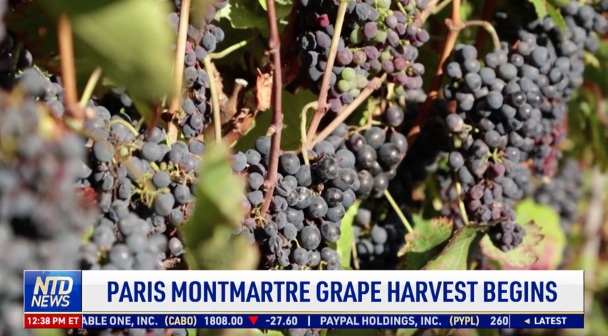 Paris Montmartre Grape Harvest Begins