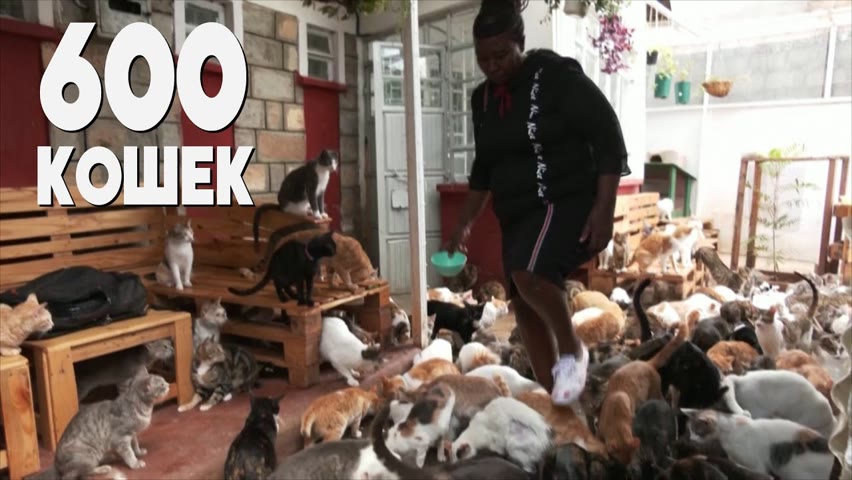 Сотни кошек живут дома у кенийки