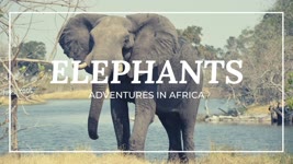 A Love Letter to African Elephants