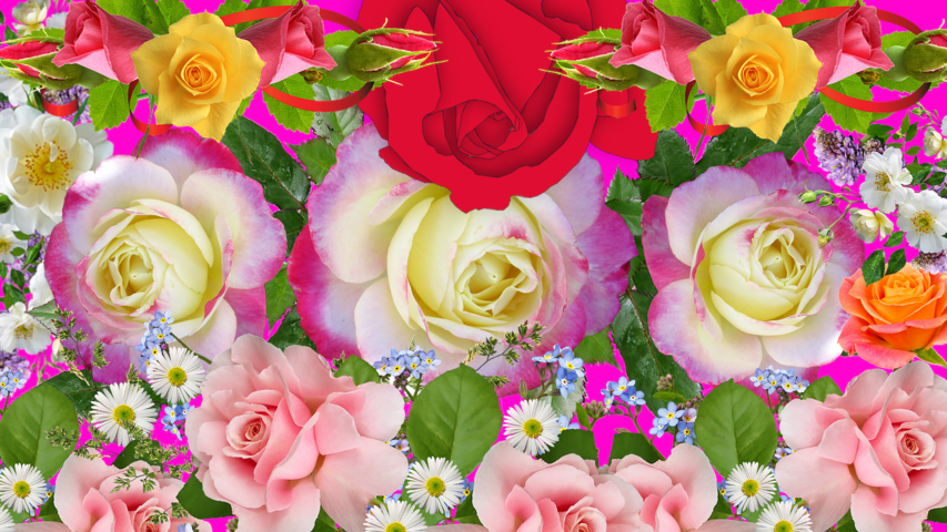 roses is a beautiful flower
