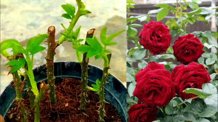 Simple way to grow rose from cuttings | How to grow rose from cuttings