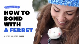 11 FUN Ways to Bond With Your Ferret | Ferret Care