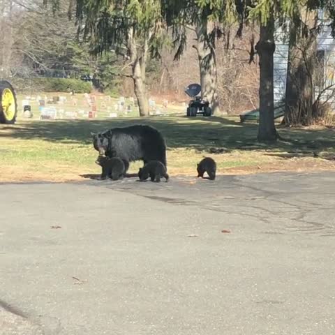Bear and Cubs Explore Massachusetts Neighborhood
