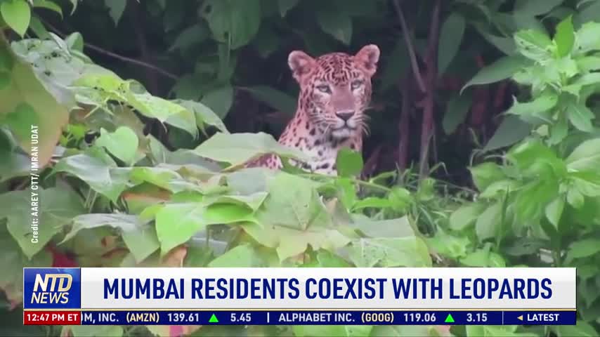 Mumbai Residents Coexist With Leopards
