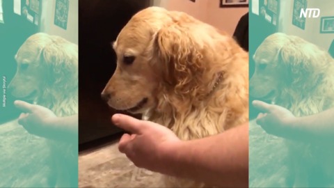 Dog Owners Test Golden Retriever 'Gentle Jaw' Egg Challenge