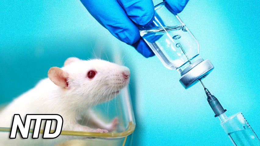 Covid-19-vaccin gav råttungar missbildningar på revbenen | NTD NYHETER