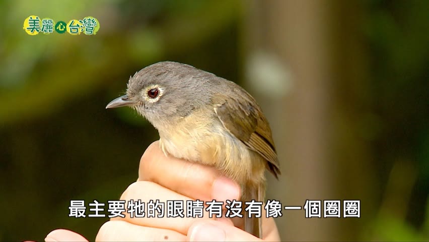 【台中和平區】繫放鳥人胡登雄夫婦 堅持不懈的鳥類調查 | 環境保護 | 美麗心台灣(234)