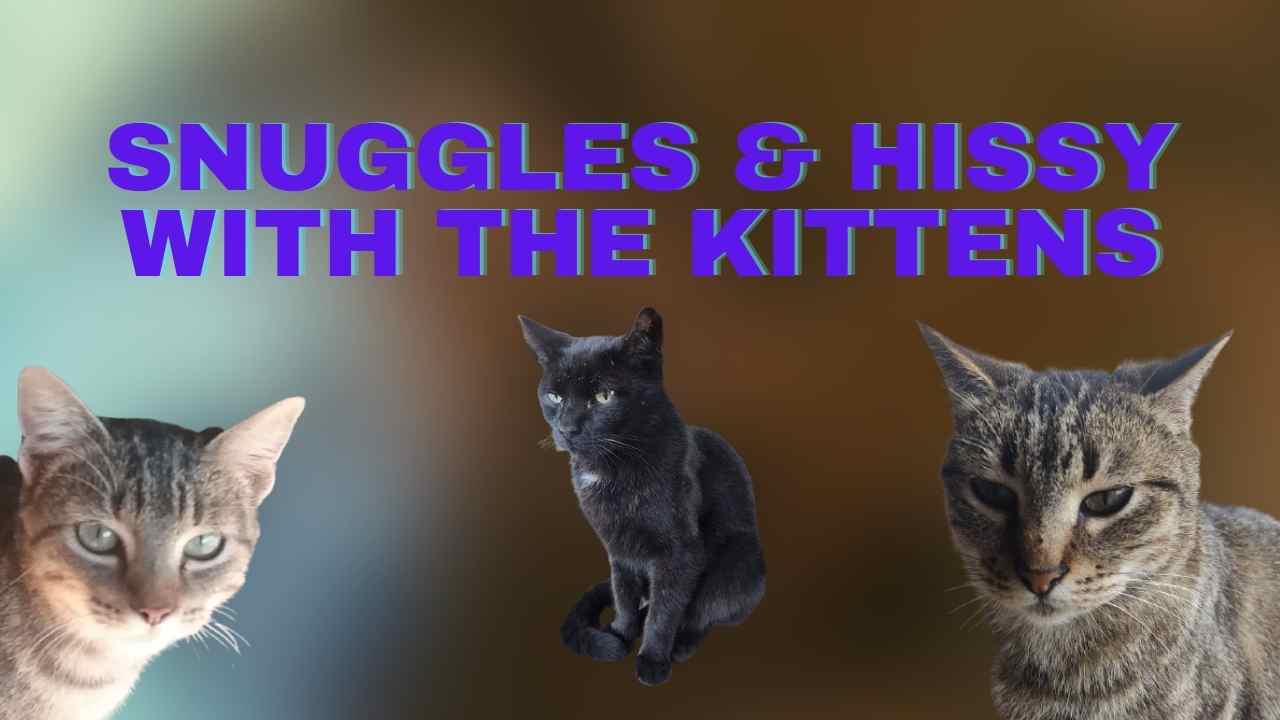 Snuggles & Hissy with the Kittens!