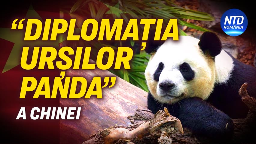 “Diplomația urșilor panda” a Chinei și-a pierdut oare aplombul? | NTD România