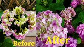 Watch This Before Giving Water To a Plant | How Water Do Hydrangea Plant need to get maximum flower