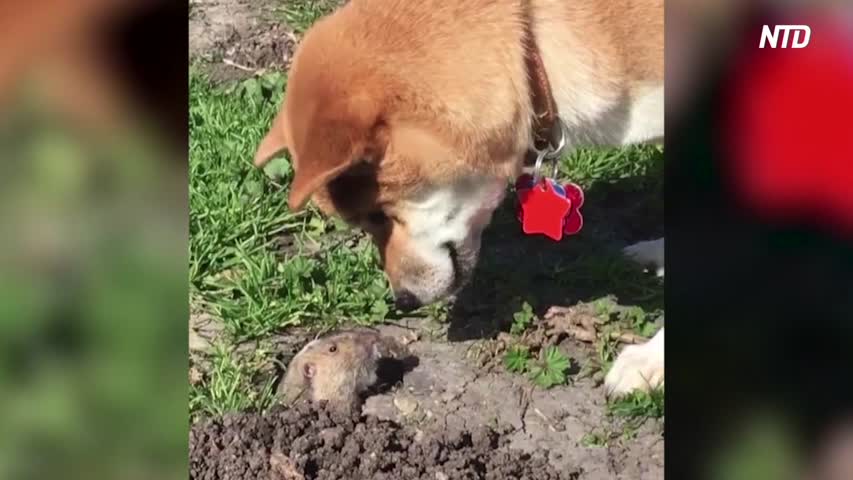 Dog Meets Gopher