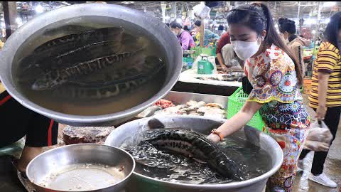Market show, Buy big snakehead fish for cooking / Yummy snakehead fish cooking