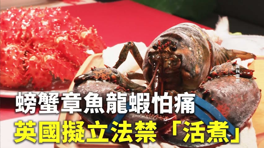 螃蟹章魚龍蝦怕痛 英國擬立法禁「活煮」 - 友善飲食 - 國際新聞