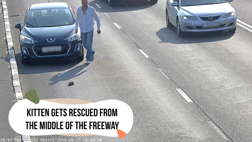 Kitten Gets Rescued From the Middle of the Freeway	