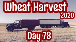 Wheat Harvest 2020 - Day 78