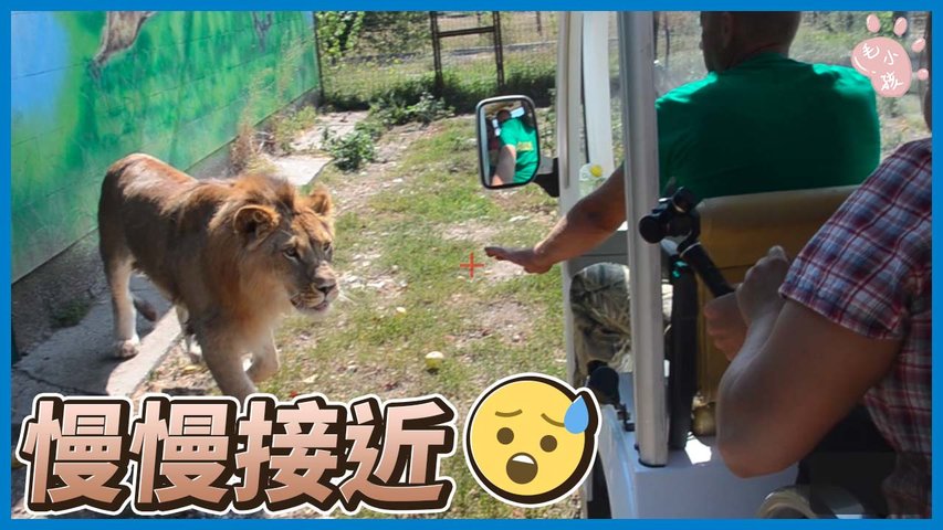 放鬆時光｜觀光車遇到大獅子的緊張時刻😨