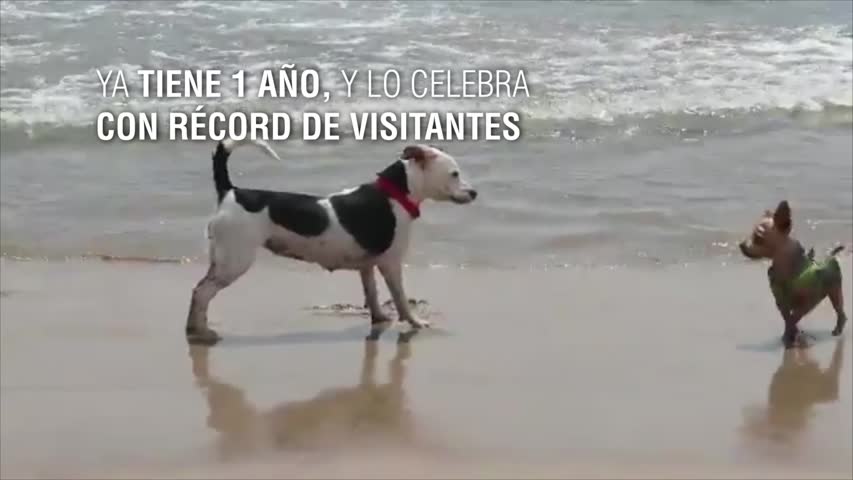  La playa canina de Pinedo, España, con récord de visitantes este año