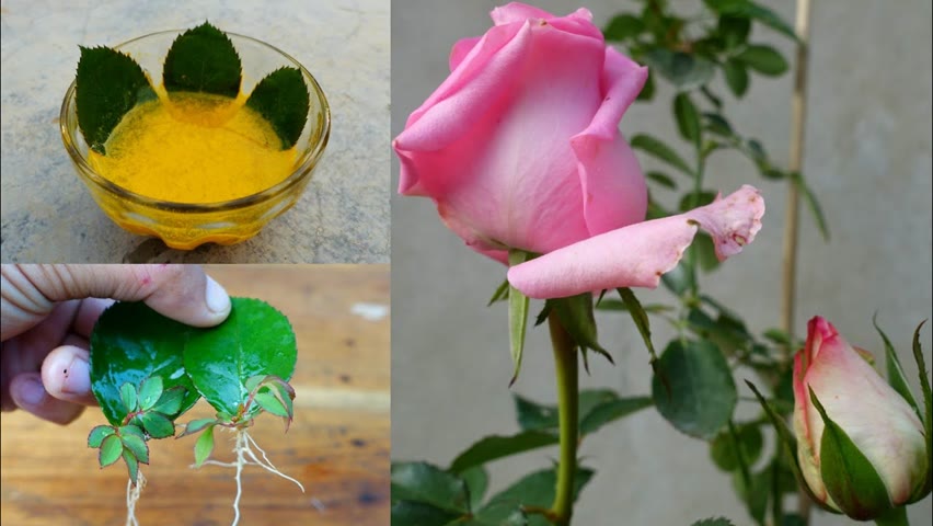 How to grow Roses from leaves simple and effective with updates