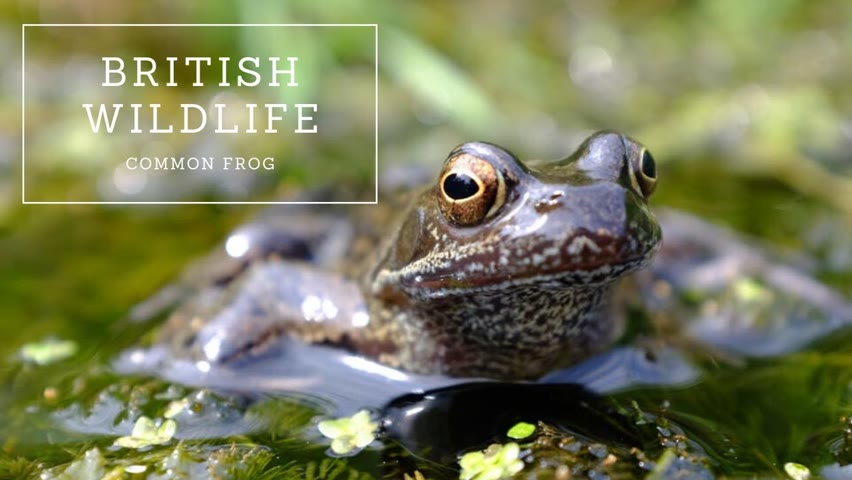 British Wildlife - Common Frog