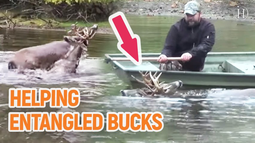 Father And Son Rescue 10-Point Buck | Humanity Life