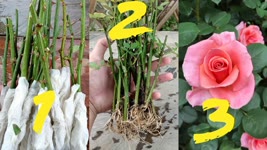 How to grow roses from stem cutting | Rose Propagation using Toilet paper | how to grow rose
