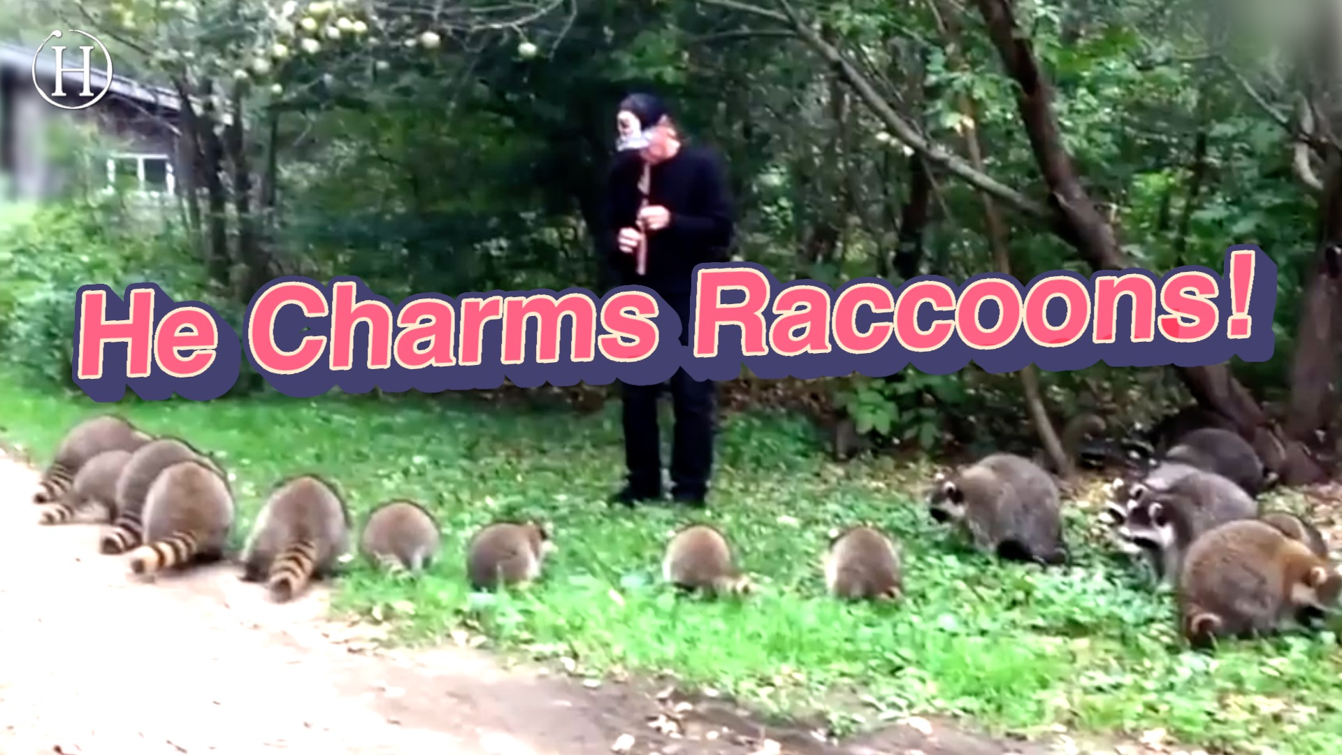 This Man Is the Pied Piper of Raccoons | Humanity Life