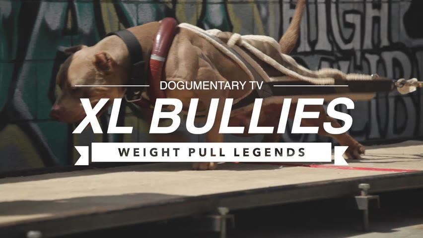 XL BULLY WEIGHT PULL LEGENDS
