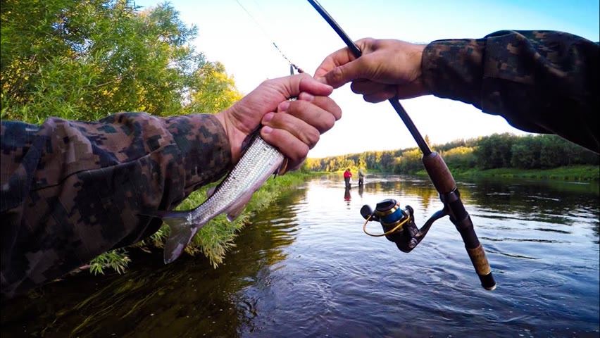 Russian Fishing. Fishing for grayling. Forest Film