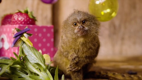 Tiny pygmy marmoset babies Lucia and Luna celebrated their first birthday