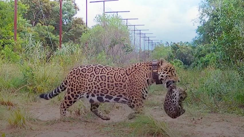 Два ягуара родились в заповеднике Ибера в Аргентине