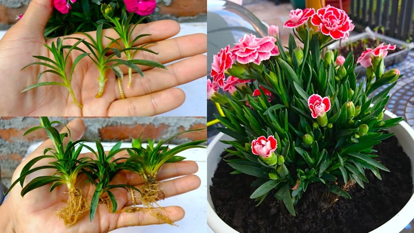 How to grow carnation flower from cuttings - Easy Method || Easy Gardening